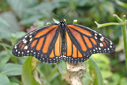 closeup photo of monarch butterfly at daytime thumbnail