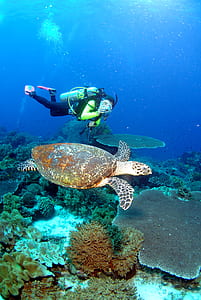 man diving underwater beside sea turtle thumbnail