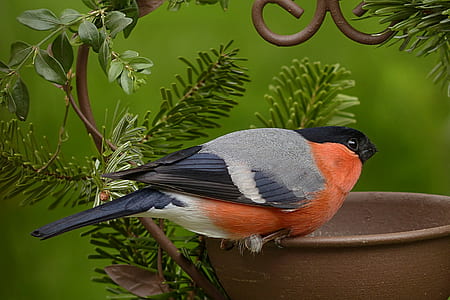 Oriole on brown bowl thumbnail