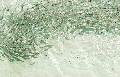 school of fish thumbnail