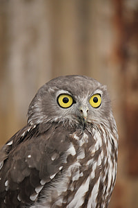 close-up photo of brown and white owl thumbnail