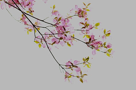pink flowers thumbnail