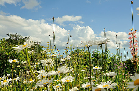 selective focus photography of daisy flowers thumbnail