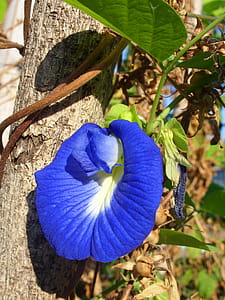Butterfly Pea Flower - Clitorea ternatea in north Thailand thumbnail