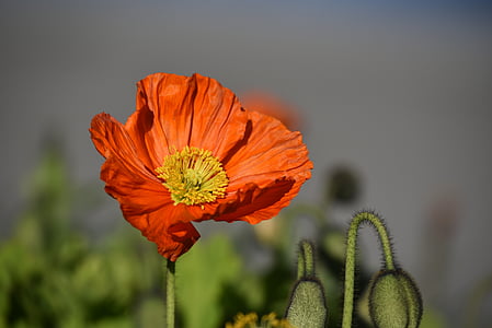 red poppy flower in closeup photography thumbnail