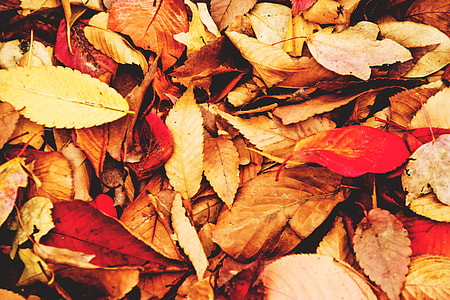 Leaves on the ground with autumn/fall colours thumbnail
