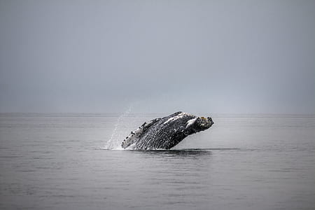 skipping hunchback whale in body of water at daytime thumbnail