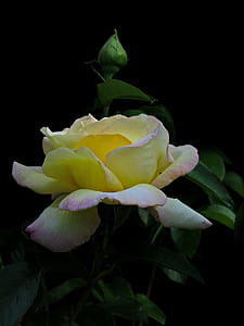 close-up photo of yellow-and-pink petaled flowers thumbnail