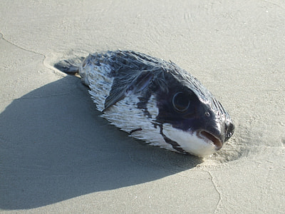 black and white puffer fish washed up on shore thumbnail