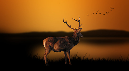 selective focus photography of brown buck thumbnail