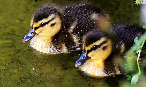 ducklings on body of water thumbnail