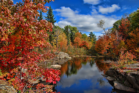 stream between red and green trees under white and blue sky during daytime thumbnail