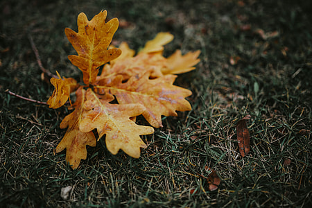 Autumn leaves on the ground thumbnail