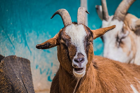 brown ram goat thumbnail