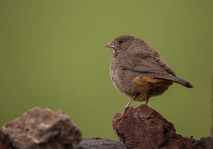 Brown Sparrow on Brown Rock thumbnail