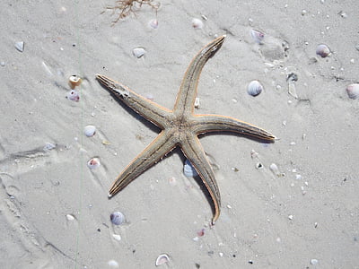 gray starfish on sand thumbnail