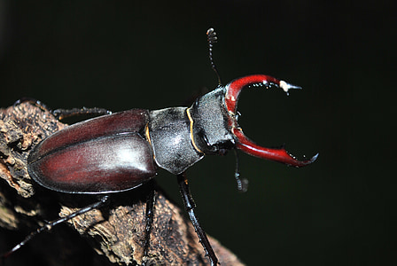 red and brown elephant stag beetle on brown wood branch close-up photo thumbnail