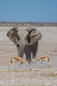 two brown reindeers in front of brown elephant on open field during daytime thumbnail