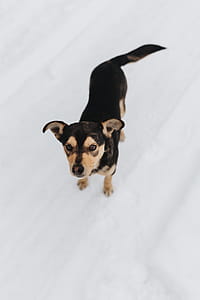 The Strange Dog thumbnail
