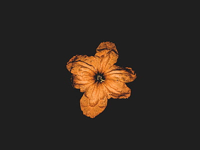 orange flower minimalist photography thumbnail