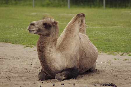 Bactrian Camel, Camelus Bactrianus thumbnail