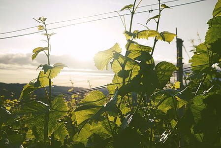 landscape, nature, sky, sunny thumbnail