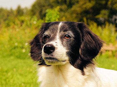 short-coated black and white dog on focus photo thumbnail