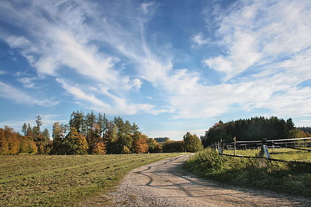 field of trees beside pathway thumbnail