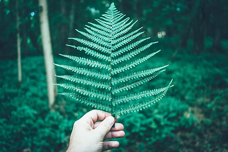 person holding green leaf thumbnail