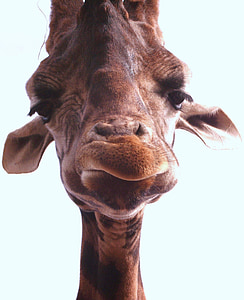 shallow focus photography of brown giraffe thumbnail