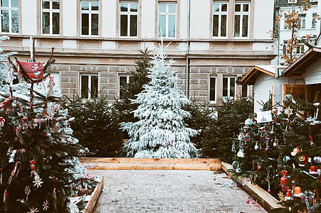 assorted Christmas trees during daytime thumbnail