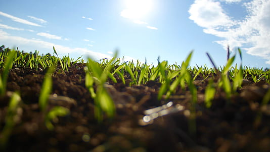 selective focus photography of green leaf plant thumbnail