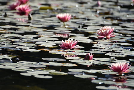 red lotus flowers thumbnail