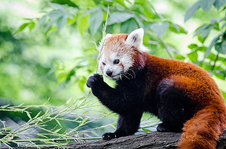Brown and White Bear on Tree Branch during Daytime thumbnail