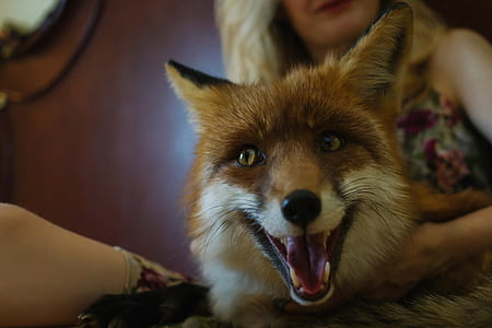 woman holding fox thumbnail