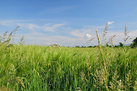 green fiels thumbnail