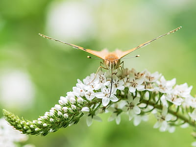 macro photography of brown butterfly perched on flower thumbnail