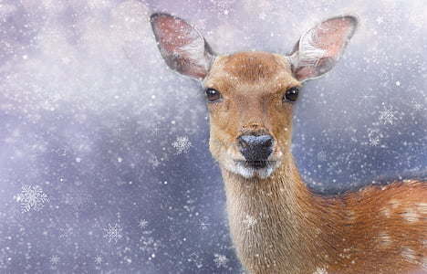 photo of brown deer thumbnail
