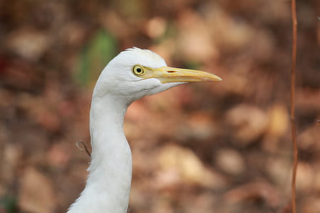 focus photography of white bird thumbnail
