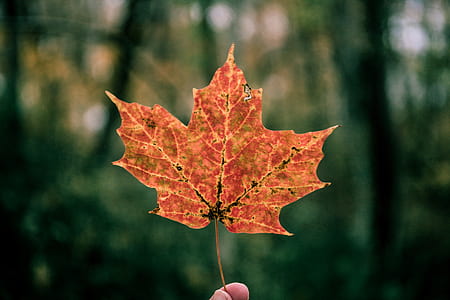 person holding brown maple leaf thumbnail