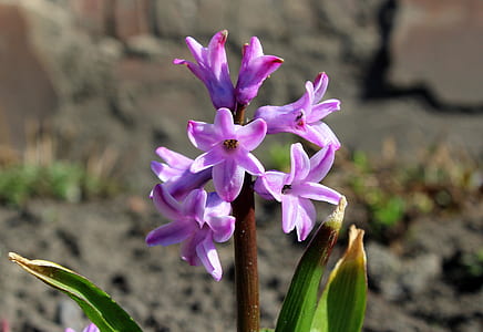 pink petaled flowers at daytime thumbnail