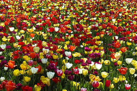 assorted-colors tulip flower field during daytime thumbnail