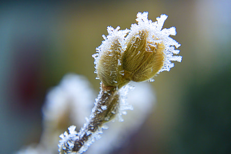 macro shot of flower thumbnail