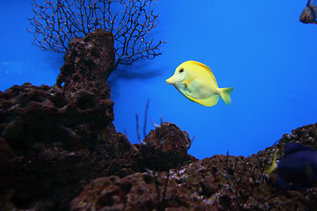 yellow fish thumbnail