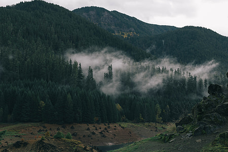 green trees covered mountain thumbnail