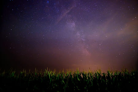 green leafed plants under purple sky filled with stars at night time thumbnail