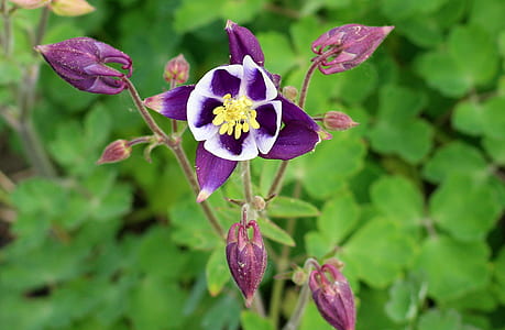 purple and white columbine flower in close-up photography thumbnail