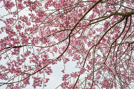 cherry blossoms at daytime thumbnail