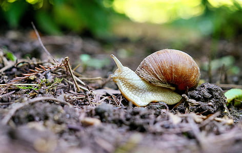 brown snail on black soil thumbnail