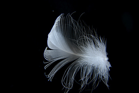 white feather illustratio n thumbnail